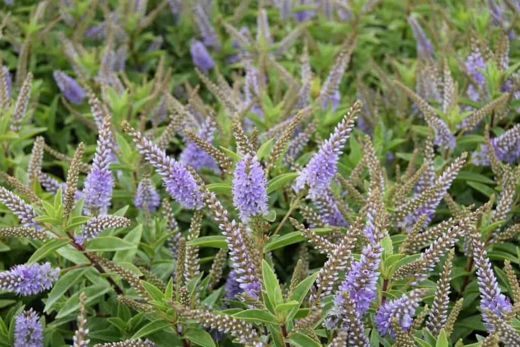 Hebe 'Sapphire' 20-30 cm